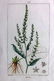 Turpin, Pierre 1816 Lot of 3 Hand Col Botanical Prints - 2