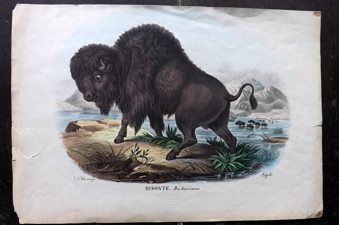Boschi, Giovanni C1870 Folio HC Print. American Bison (1 of 2)
