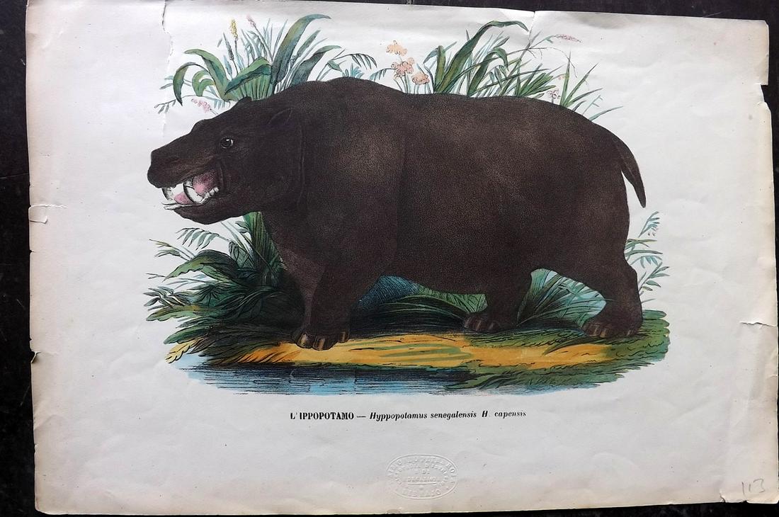 Boschi, Giovanni C1870 Folio HC Print. Hippo (1 of 2)