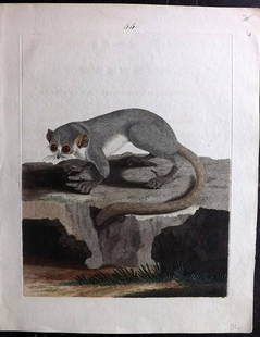 Brown, Peter 1776 Hand Col Print. Lemur Macauco 44: Hand Coloured Etching Published 1776 by Benjamin White, London for "New Illustrations of Zoology..." by Peter Brown & Thomas Pennant. With accompanying descriptive text. Paper Size: 12 x 9.5 inch (30