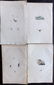 Donovan, Edward 1790's Lot of 4 Hand Col Insect Prints