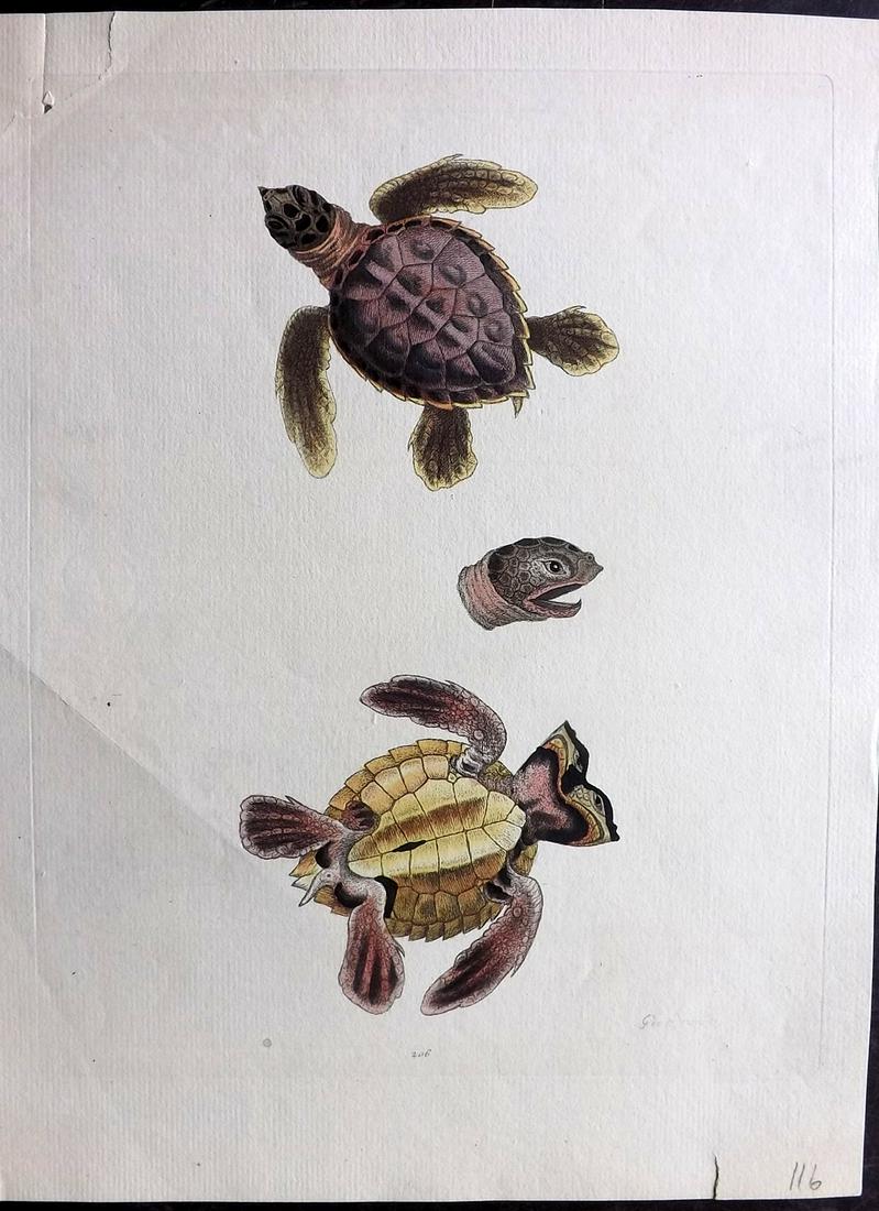Edwards, George 1751 HC Print. Sea-Tortoise 206 (1 of 2)