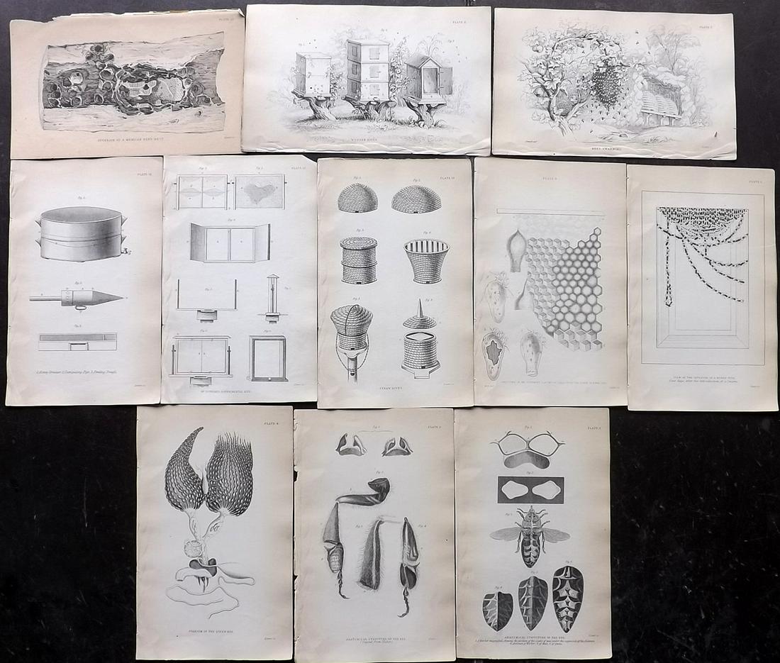 Jardine, William C1840 Lot of 11 Prints. Bee Keeping (1 of 2)