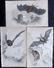 Jardine, William C1840 Lot of 3 Hand Col Prints. Bats