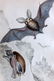 Jardine, William C1840 Lot of 3 Hand Col Prints. Bats - 2