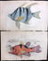 Jardine, William C1840 Lot of 8 Hand Col Fish Prints - 2