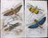 Jardine, William C1840 Lot of 8 Hand Col Prints. - 2