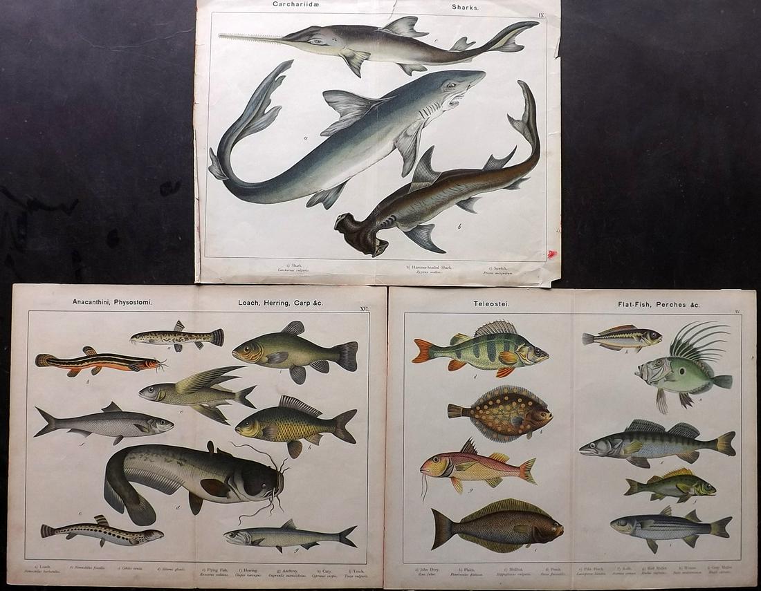 Kirby & Schubert 1889 Lot of 3 Fish Prints: Lithographs Published 1889 by the SPCK, London for "Natural History of the Animal Kingdom, for The Use of Young People" by William Kirby and Gotthilf Heinrich von Schubert. Centre fold as issued. Pape