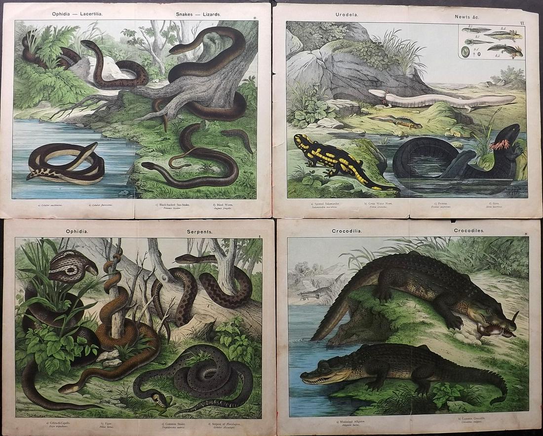 Kirby & Schubert 1889 Lot of 4 Reptiles Prints: Lithographs Published 1889 by the SPCK, London for "Natural History of the Animal Kingdom, for The Use of Young People" by William Kirby and Gotthilf Heinrich von Schubert. Centre fold as issued. Pape
