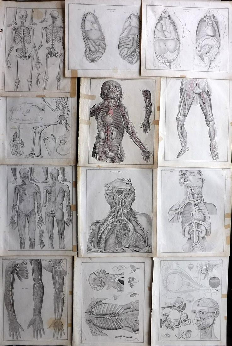 Oken, Lorenz 1843 Lot of 12 Anatomy Prints (1 of 2)