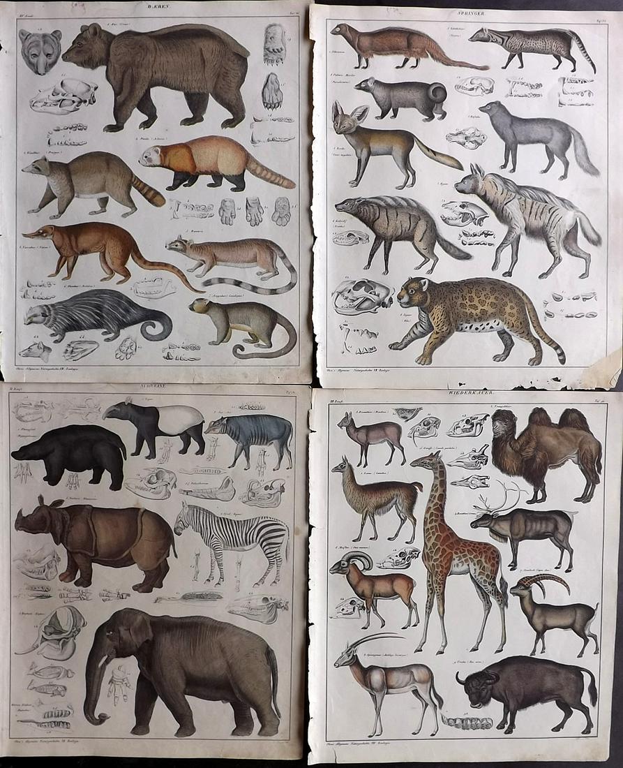 Oken, Lorenz 1843 Lot of 4 Hand Col Mammal Prints (1 of 2)