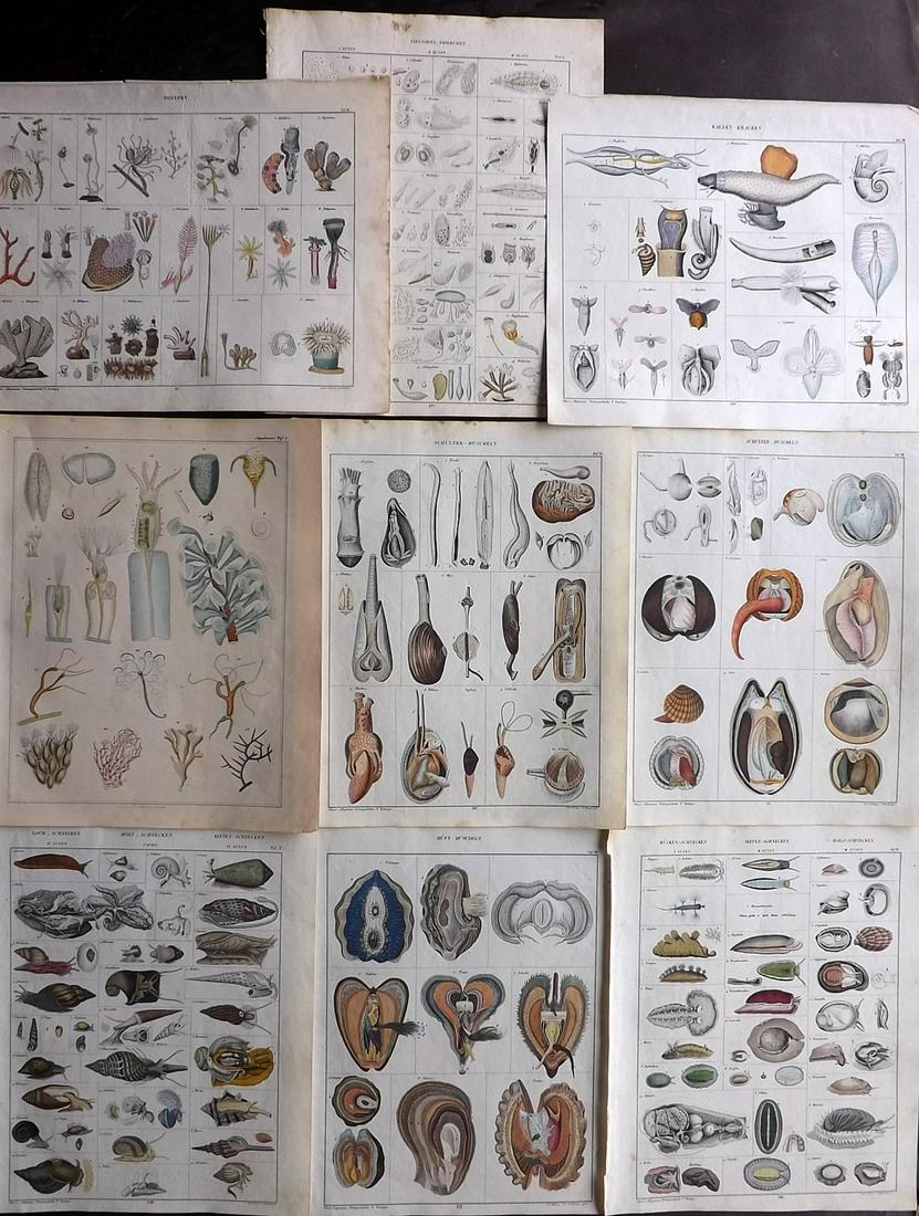 Oken, Lorenz 1843 Lot of 9 Hand Col Sea Life Prints (1 of 2)