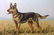 Wood, Paul C1935 Signed Dog Etching. Berger Allemand - 2