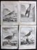 Buffon, Comte de C1770 Lot 4 First Edition Bird Prints