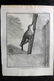 Buffon, Comte de C1770 Lot 4 First Edition Bird Prints - 2