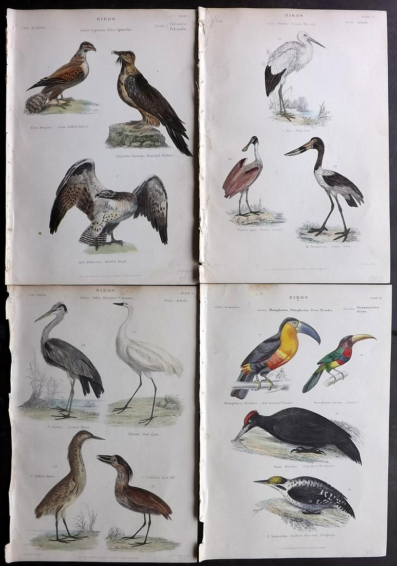Richardson, John 1862 Lot of 4 Hand Col Bird Prints: Steel Engravings/Etchings Published 1859-62 by William Mackenzie, Edinburgh & London for "The Museum of Natural History" by John Richardson. Paper Size: 10.5 x 7 inch (27 x 18cm) Good Condition overal