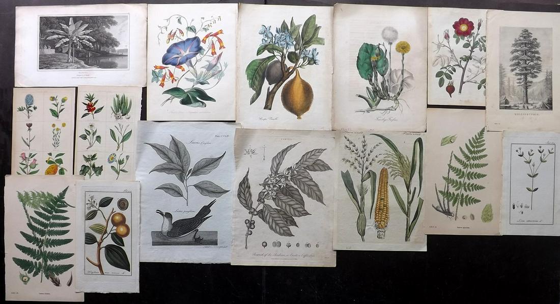 Botanical Prints 19th Cent Mixed Lot of 15 Prints (1 of 2)