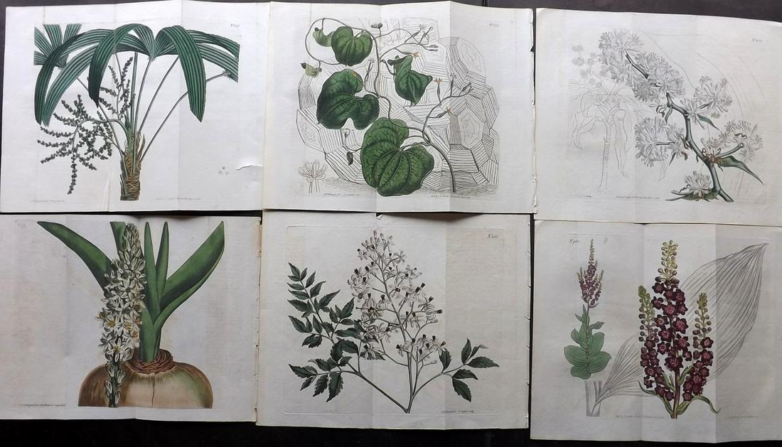 Curtis, William 1806-11 Lot 6 Botanical Prints Doubles (1 of 2)