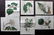 Curtis, William 1811-16 Lot 6 Botanical Prints Doubles