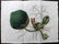 Curtis, William 1811-16 Lot 6 Botanical Prints Doubles - 2