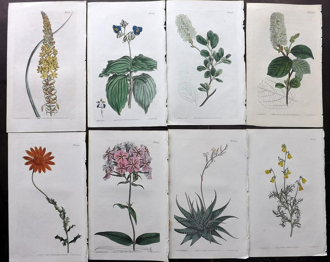 Curtis, William 1810-11 Lot of 8 HCol Botanical Prints (1 of 2)