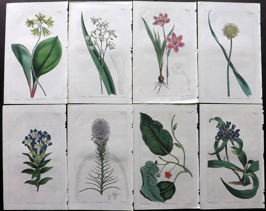 Curtis, William 1811 Lot of 8 HCol Botanical Prints (1 of 2)