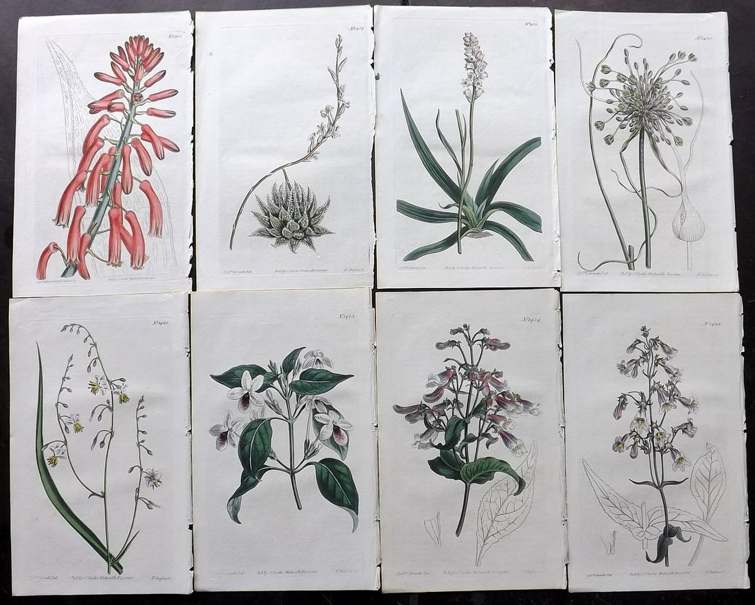 Curtis, William 1811 Lot of 8 HCol Botanical Prints (1 of 2)