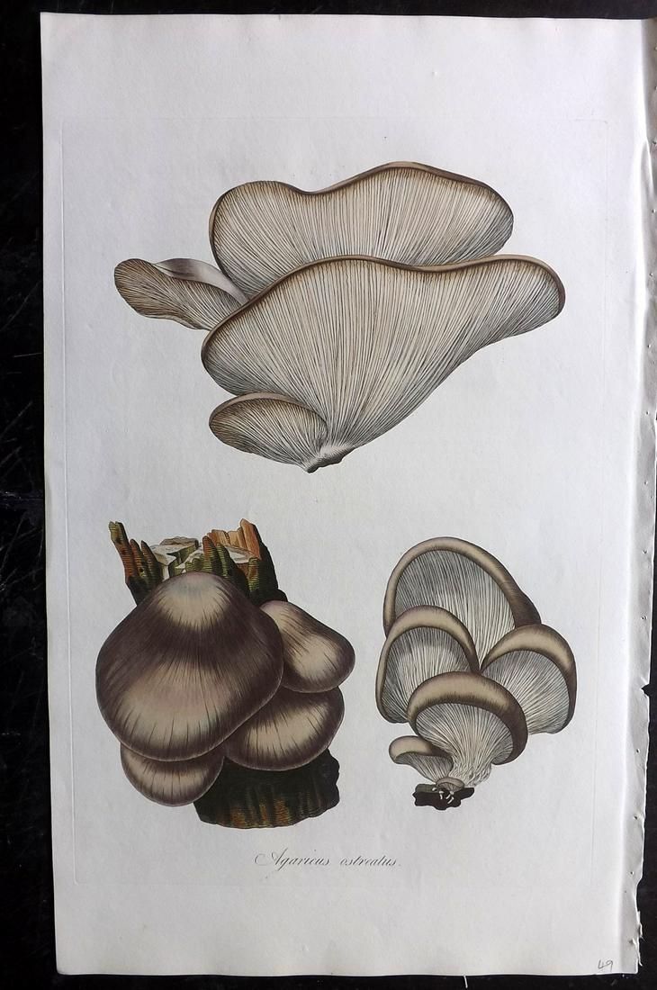 Curtis, William C1780 LG HC Botanical. Oyster Mushroom (1 of 2)
