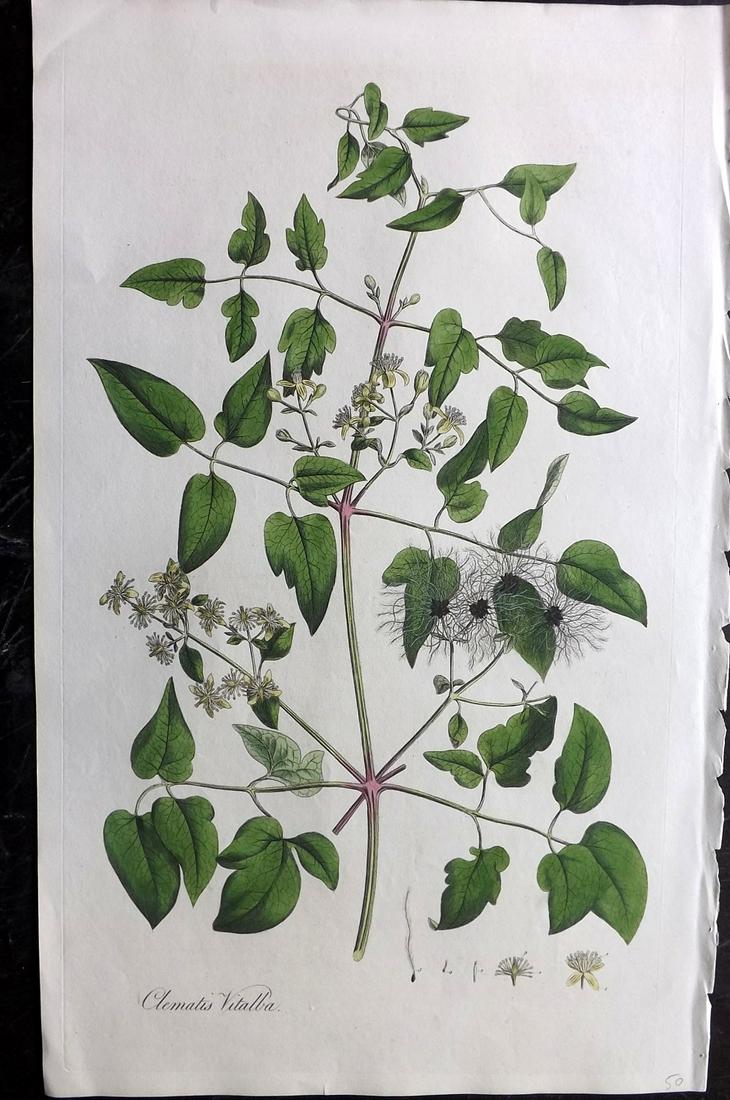 Curtis, William C1780 LG HC Botanical. Traveller's Joy: Hand Colored Copper Plate Published 1777-98, London for "Flora Londinensis: or Plates and Descriptions of such plants as grow wild in the Environs of London" by William Curtis. With accompanying descr