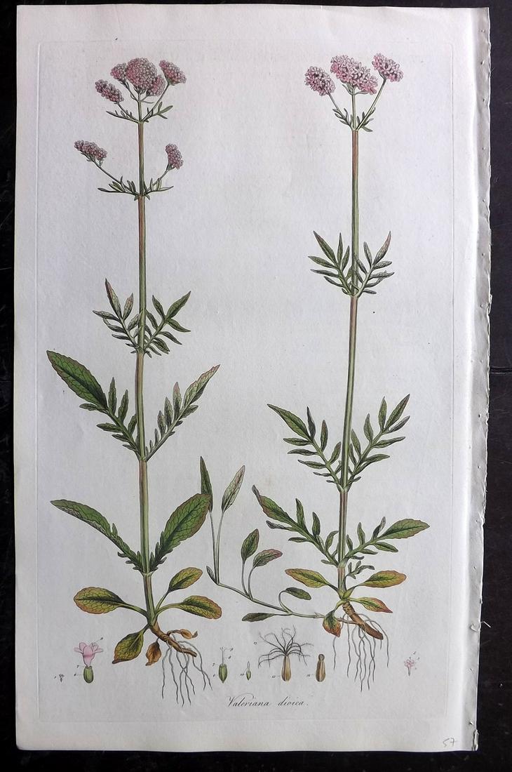 Curtis, William C1780 LG HC Botanical. Marsh Valerian (1 of 2)