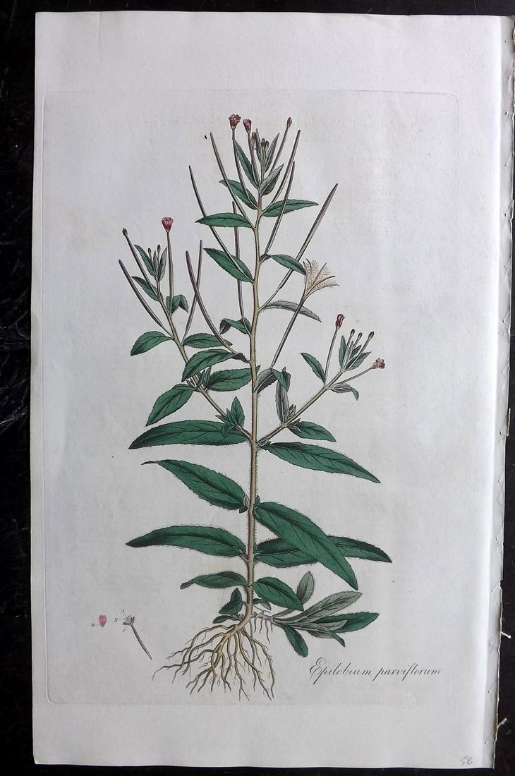 Curtis, William C1780 LG HC Botanical Hoary Willow-Herb: Hand Colored Copper Plate Published 1777-98, London for "Flora Londinensis: or Plates and Descriptions of such plants as grow wild in the Environs of London" by William Curtis. With accompanying descr