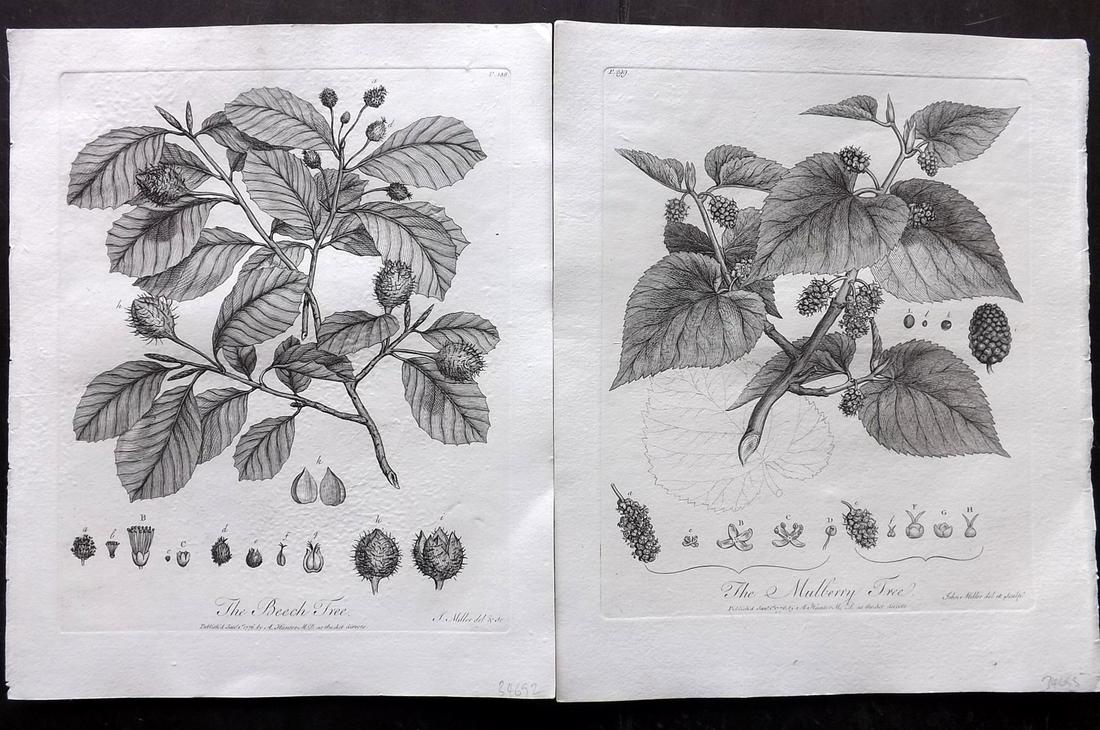 Evelyn, John 1786 Pair of Botanical Prints. Trees (1 of 2)