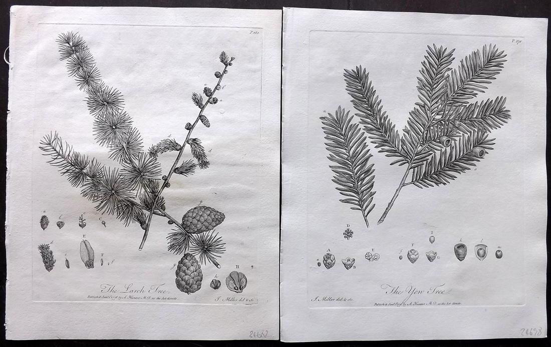 Evelyn, John 1786 Pair of Botanical Prints. Trees (1 of 2)