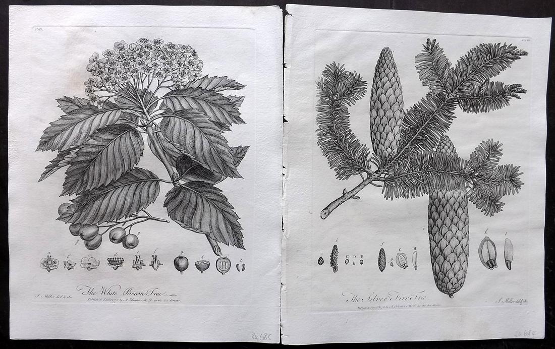 Evelyn, John 1786 Pair of Botanical Prints. Trees (1 of 2)