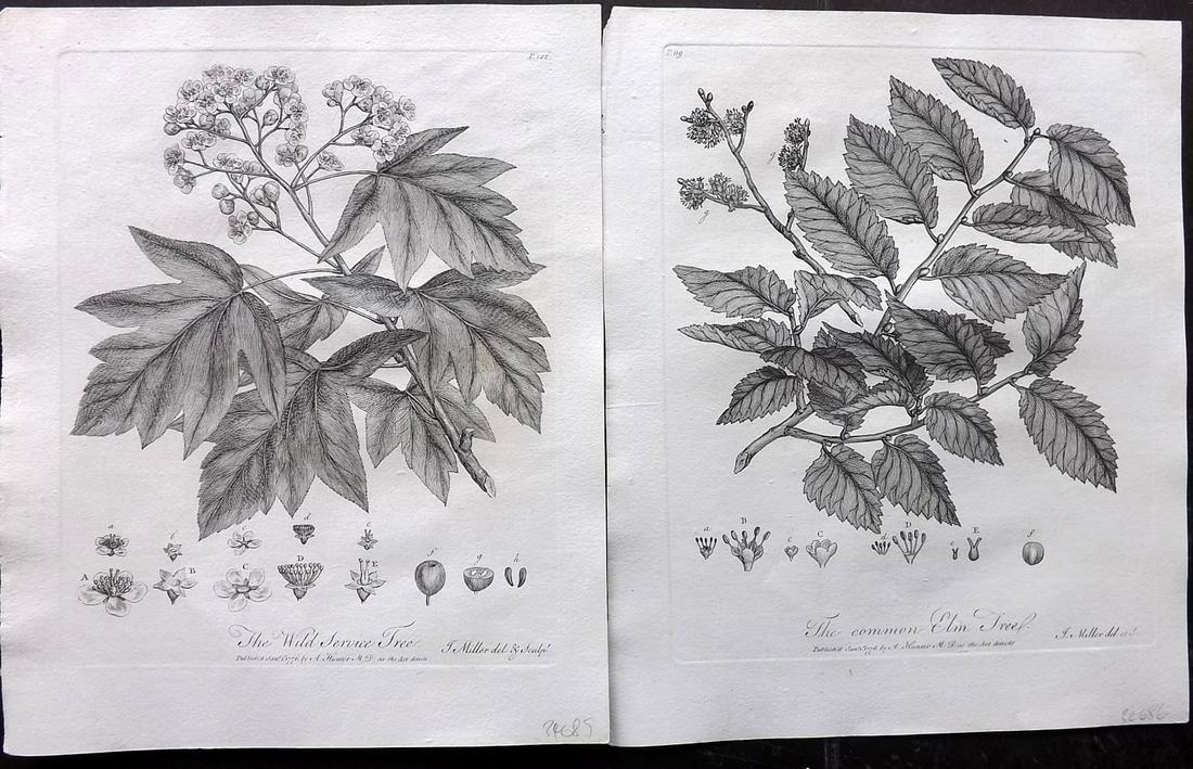 Evelyn, John 1786 Pair of Botanical Prints. Trees (1 of 2)