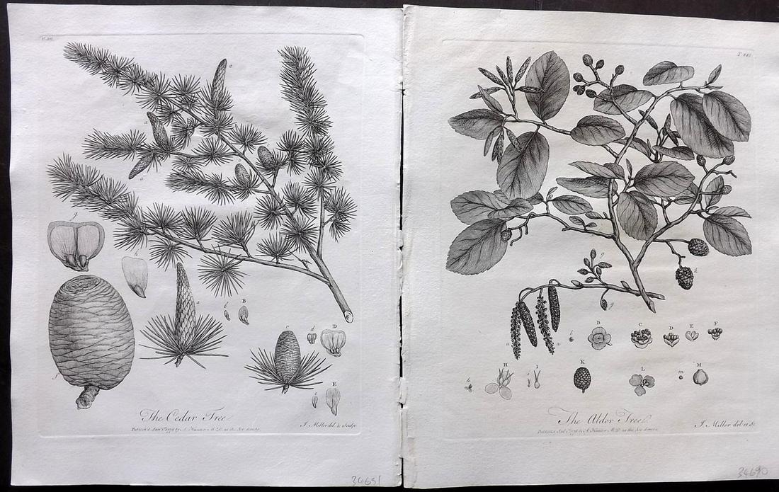 Evelyn, John 1786 Pair of Botanical Prints. Trees (1 of 2)