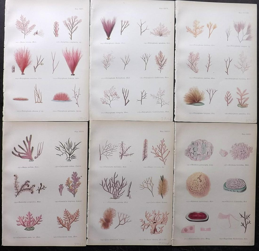 Gatty, Mrs Alfred 1872 Lot of 6 Red Seaweed Prints (1 of 2)