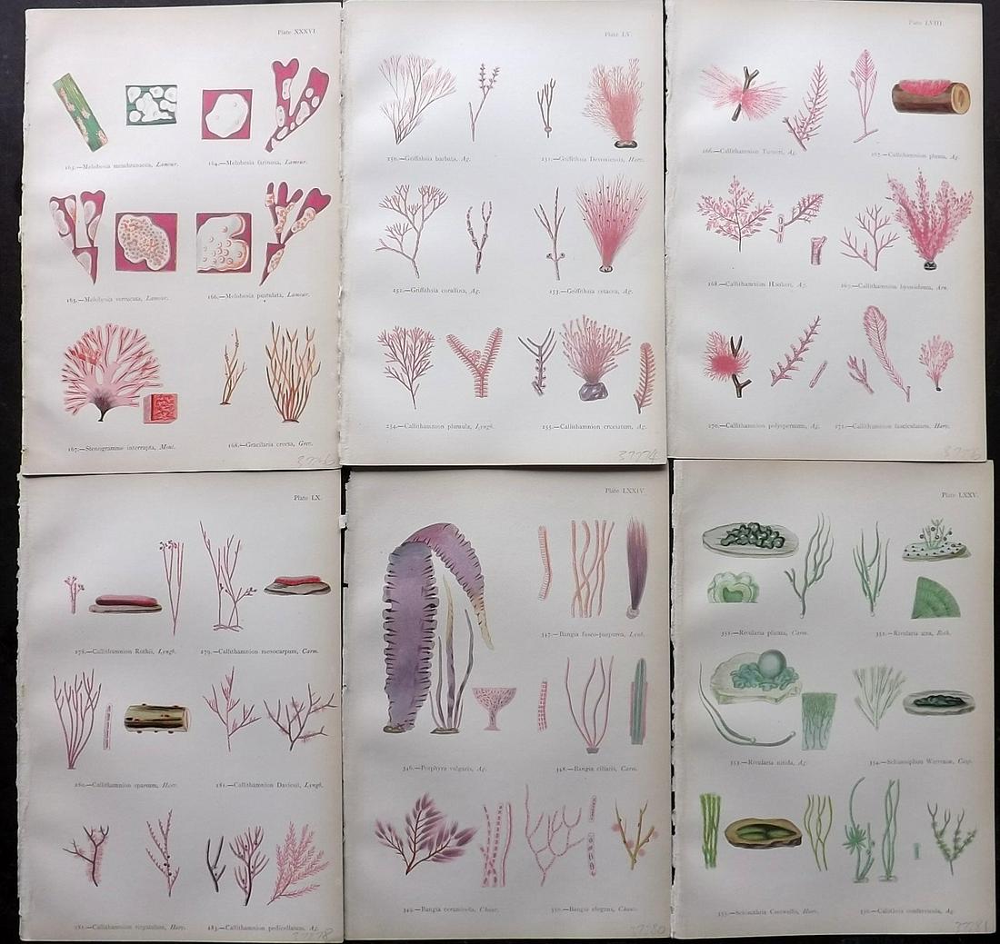 Gatty, Mrs Alfred 1872 Lot of 6 Red Seaweed Prints (1 of 2)