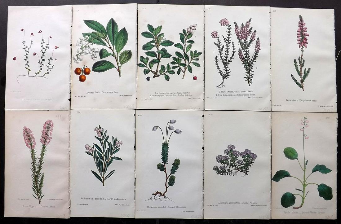 Hogg & Johnson C1870 Lot of 10 HCol Botanical Prints: Hand Coloured Lithographs Published 1863-1880, London for "The Wild Flowers of Great Britain" by Robert Hogg & George W. Johnson. Paper Size: 9 x 5.5 inch (23 x 14cm) Occasional backround tone spots. 