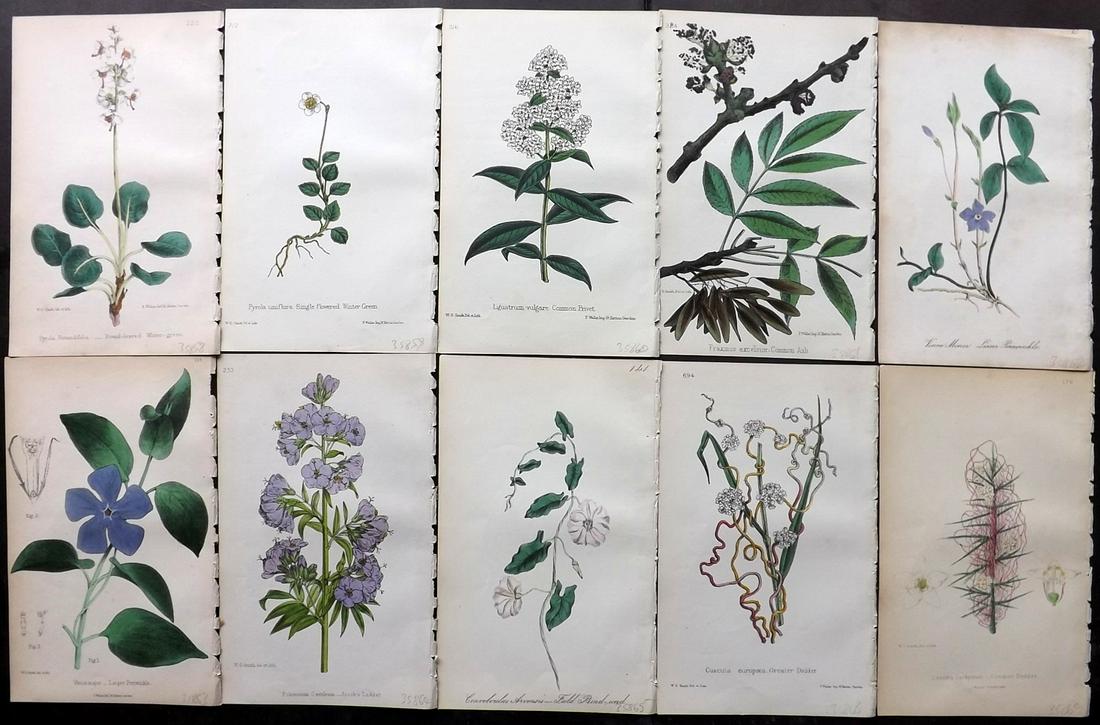 Hogg & Johnson C1870 Lot of 10 HCol Botanical Prints: Hand Coloured Lithographs Published 1863-1880, London for "The Wild Flowers of Great Britain" by Robert Hogg & George W. Johnson. Paper Size: 9 x 5.5 inch (23 x 14cm) Occasional backround tone spots. 