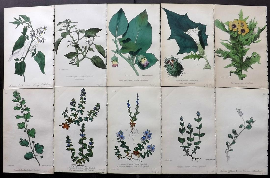 Hogg & Johnson C1870 Lot of 10 HCol Botanical Prints: Hand Coloured Lithographs Published 1863-1880, London for "The Wild Flowers of Great Britain" by Robert Hogg & George W. Johnson. Paper Size: 9 x 5.5 inch (23 x 14cm) Occasional backround tone spots. 