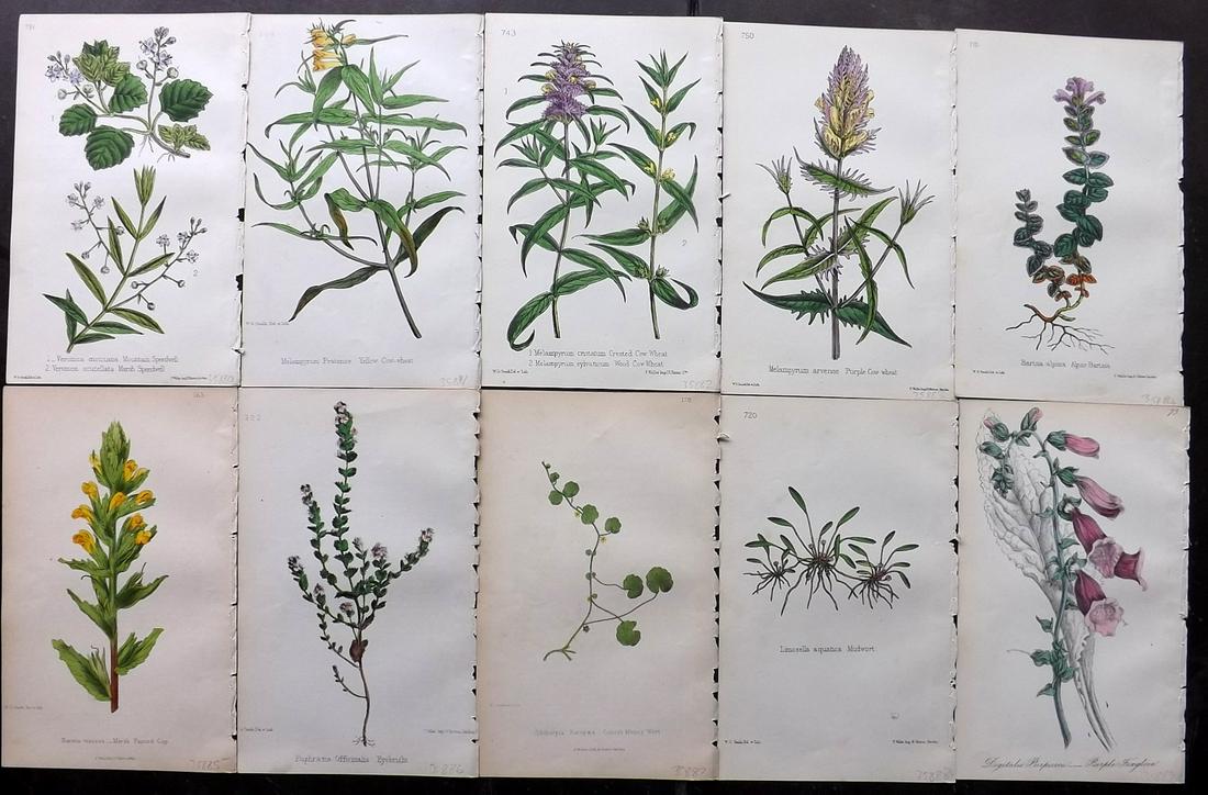 Hogg & Johnson C1870 Lot of 10 HCol Botanical Prints: Hand Coloured Lithographs Published 1863-1880, London for "The Wild Flowers of Great Britain" by Robert Hogg & George W. Johnson. Paper Size: 9 x 5.5 inch (23 x 14cm) Occasional backround tone spots. 