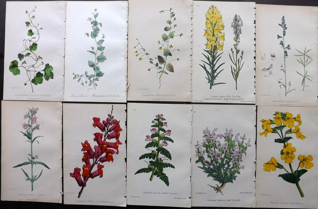 Hogg & Johnson C1870 Lot of 10 HCol Botanical Prints (1 of 2)