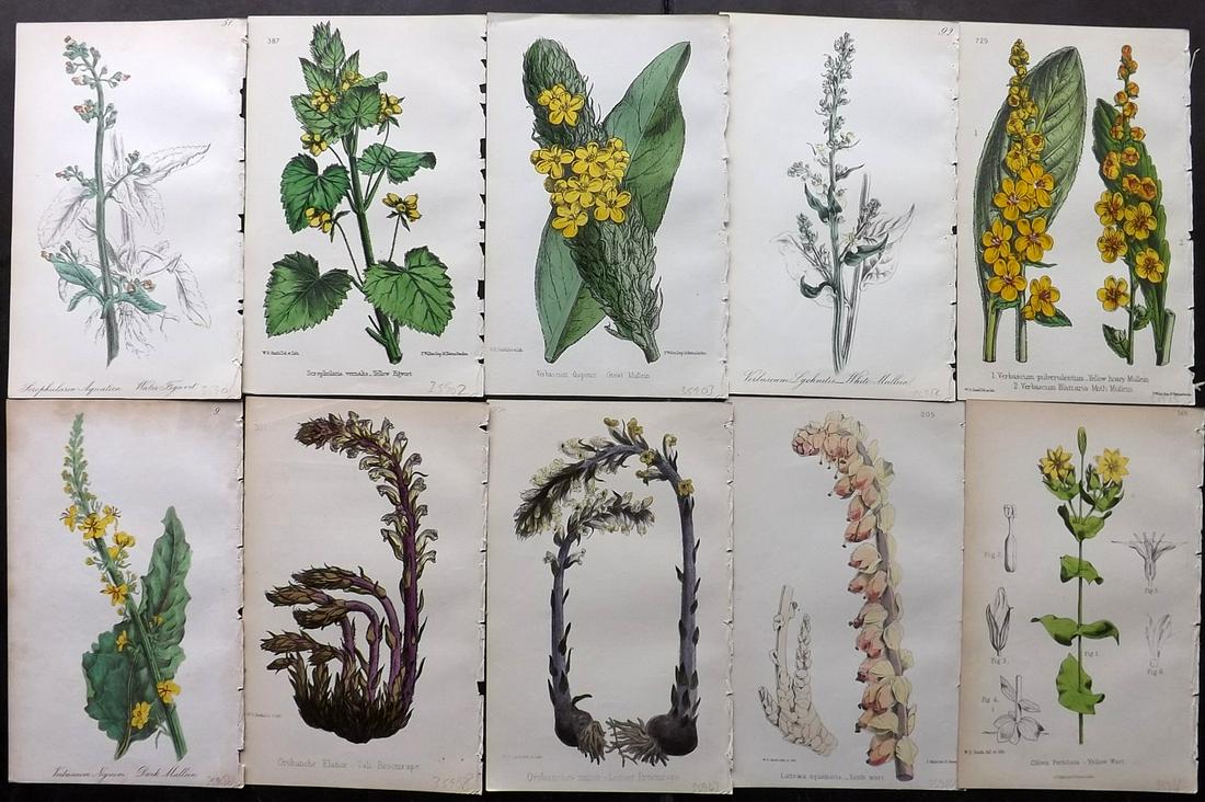 Hogg & Johnson C1870 Lot of 10 HCol Botanical Prints: Hand Coloured Lithographs Published 1863-1880, London for "The Wild Flowers of Great Britain" by Robert Hogg & George W. Johnson. Paper Size: 9 x 5.5 inch (23 x 14cm) Occasional backround tone spots. 