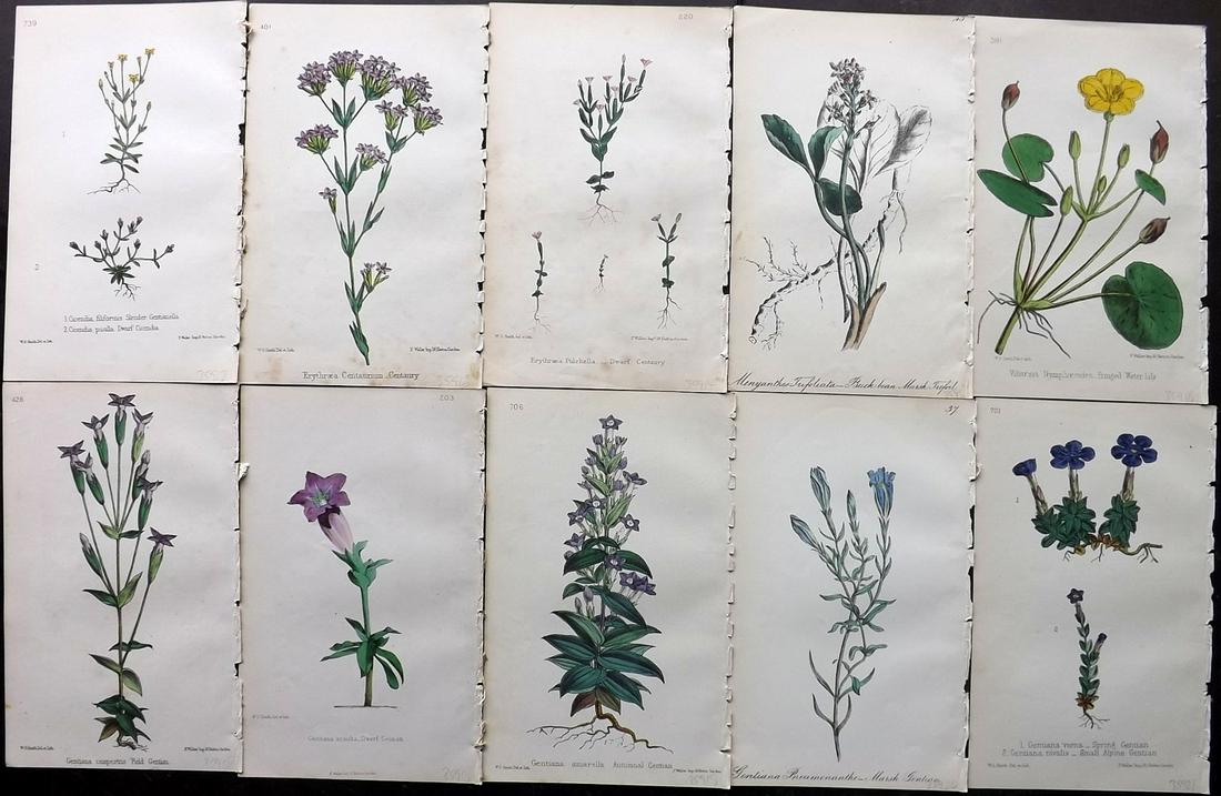 Hogg & Johnson C1870 Lot of 10 HCol Botanical Prints: Hand Coloured Lithographs Published 1863-1880, London for "The Wild Flowers of Great Britain" by Robert Hogg & George W. Johnson. Paper Size: 9 x 5.5 inch (23 x 14cm) Occasional backround tone spots. 