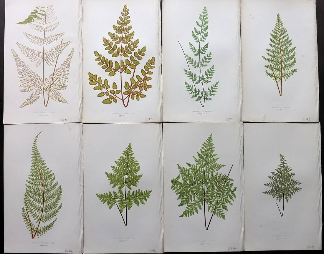 Lowe, Edward 1856 Lot of 8 Antique Fern Prints (1 of 2)