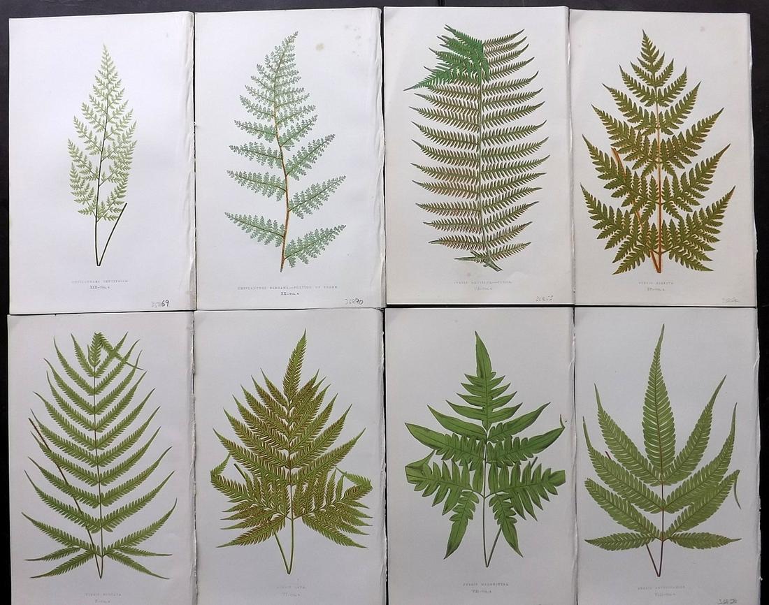 Lowe, Edward 1856 Lot of 8 Antique Fern Prints: Woodblocks Published 1856-60 by Groombridge and Sons, London for "Ferns: British and Exotic" by Edward Lowe. Illustrated by A.F. Lydon. Printed by Benjamin Fawcett. Paper Size: 10 x 6 inch (25 x 15cm)