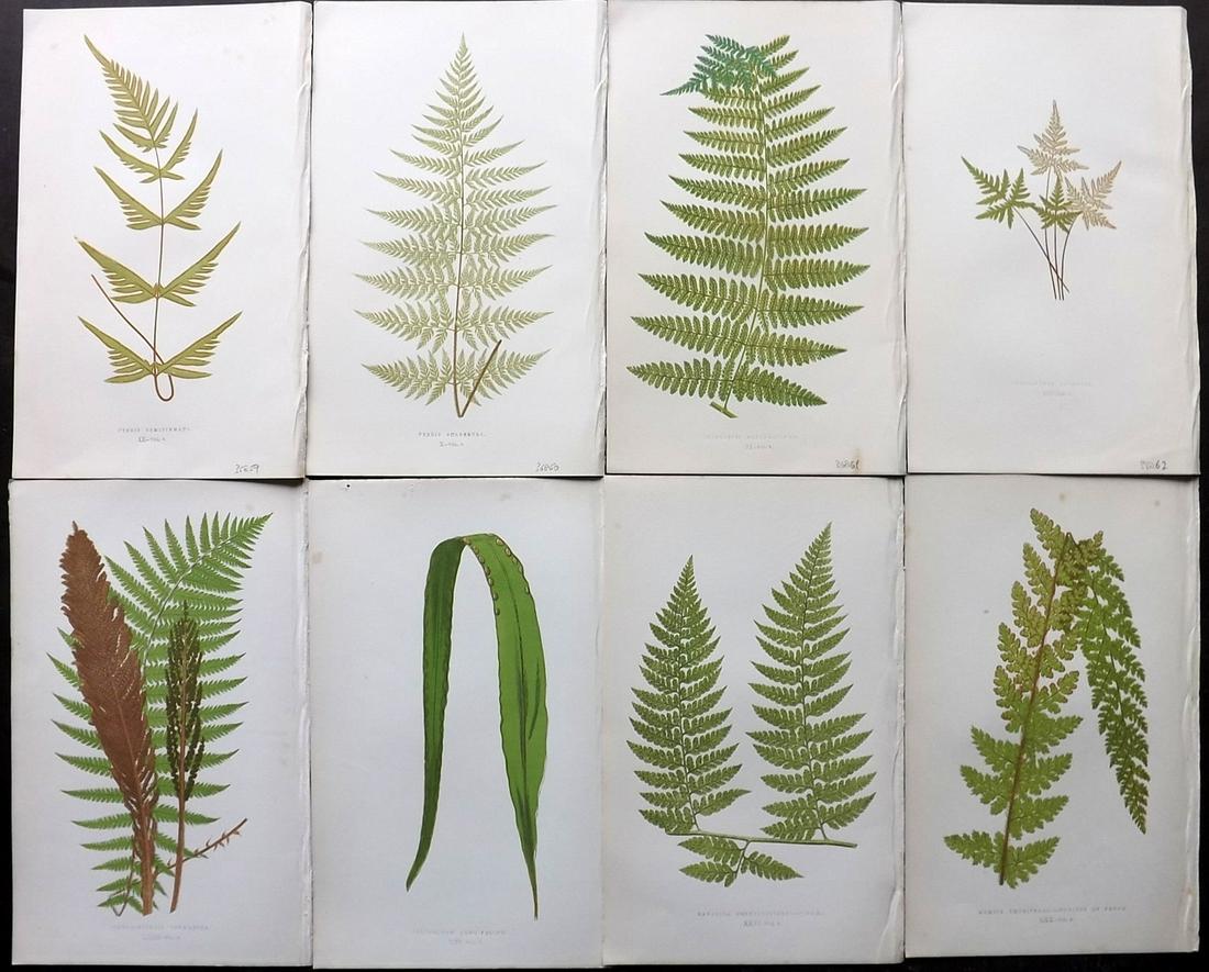 Lowe, Edward 1856 Lot of 8 Antique Fern Prints: Woodblocks Published 1856-60 by Groombridge and Sons, London for "Ferns: British and Exotic" by Edward Lowe. Illustrated by A.F. Lydon. Printed by Benjamin Fawcett. Paper Size: 10 x 6 inch (25 x 15cm)