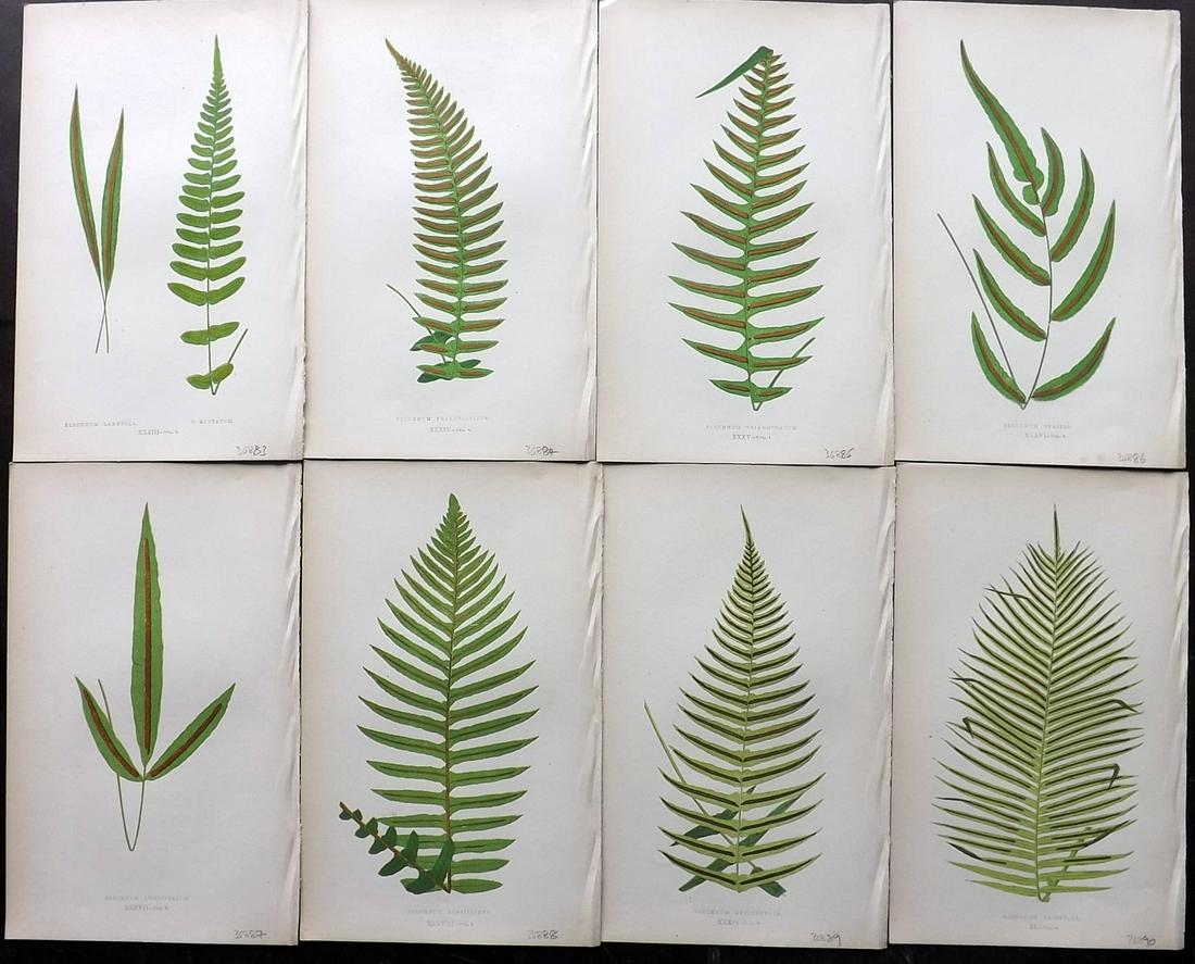 Lowe, Edward 1856 Lot of 8 Antique Fern Prints: Woodblocks Published 1856-60 by Groombridge and Sons, London for "Ferns: British and Exotic" by Edward Lowe. Illustrated by A.F. Lydon. Printed by Benjamin Fawcett. Paper Size: 10 x 6 inch (25 x 15cm)