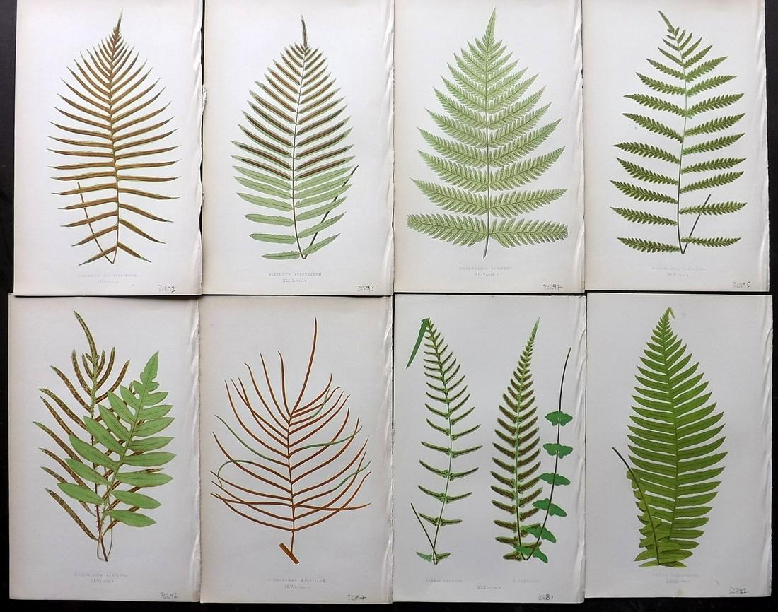 Lowe, Edward 1856 Lot of 8 Antique Fern Prints (1 of 2)
